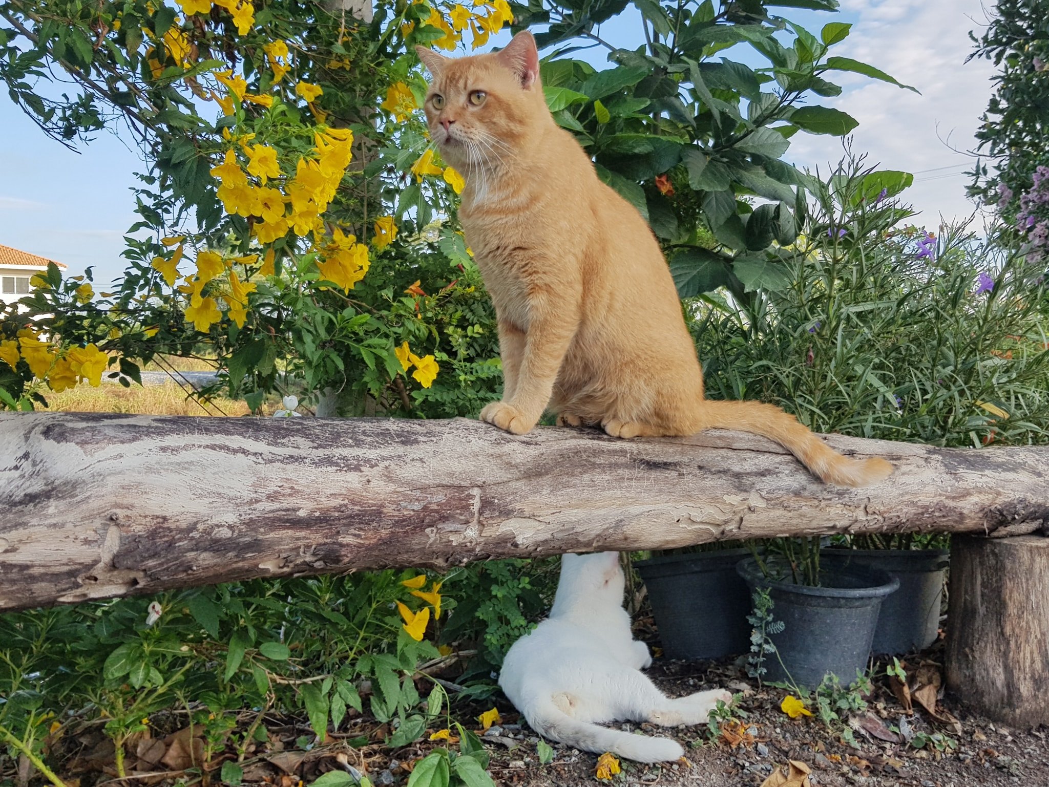 รถกับข้าว เช้าตรู่ ยังอยู่ไหม 2