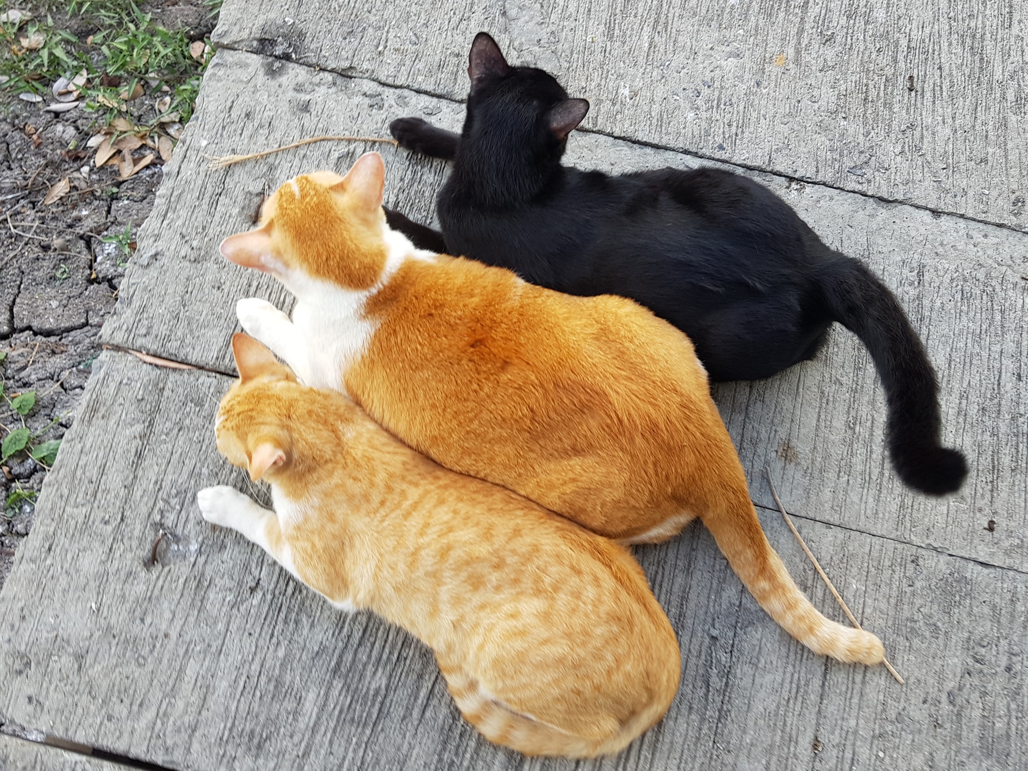 ฝึกวิชา นาทุ่ง หน่อยลุงจ๋า 3