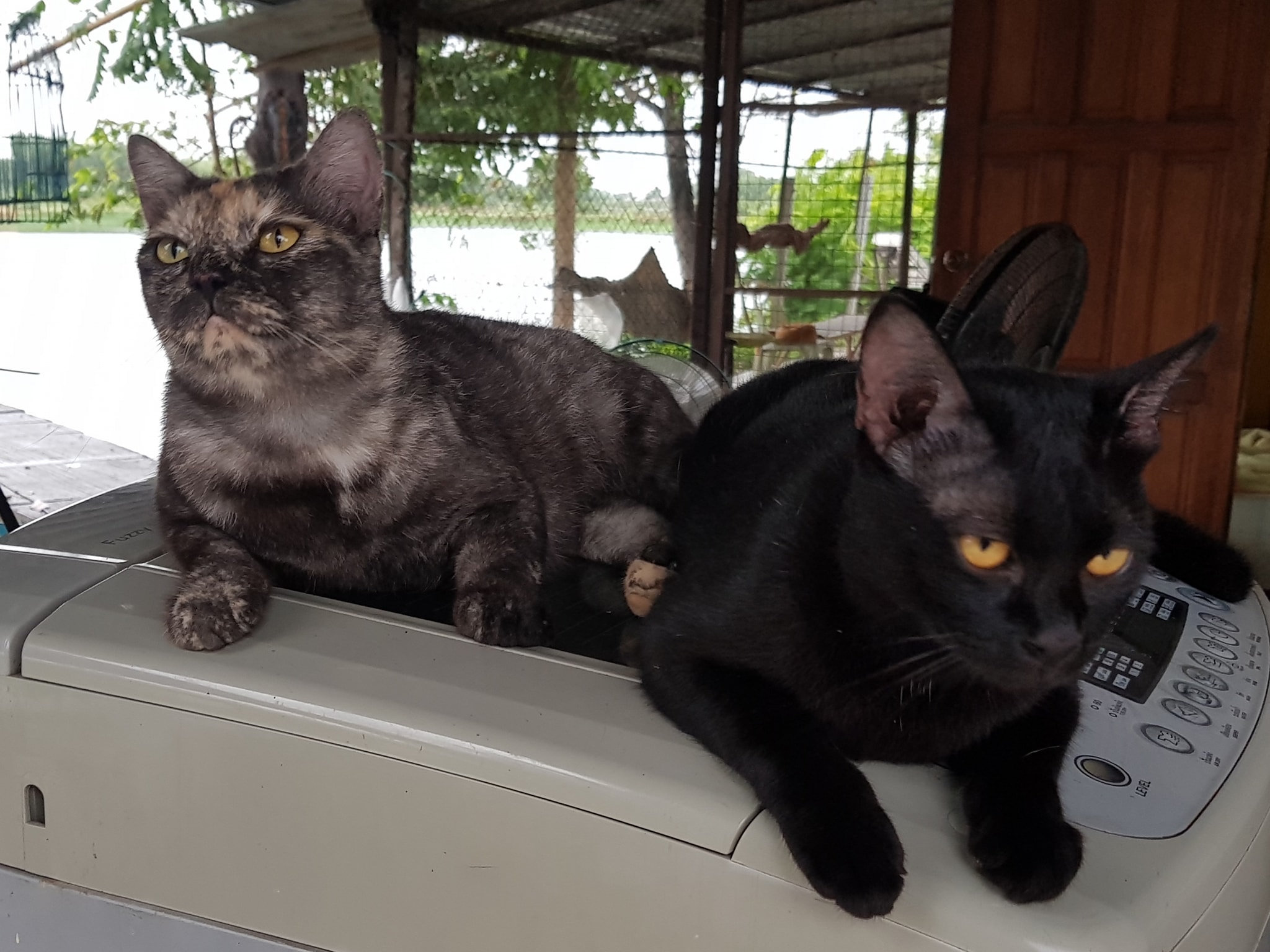 ฝนยังพรำ ทำพิษ เหมือนติดกับ 2