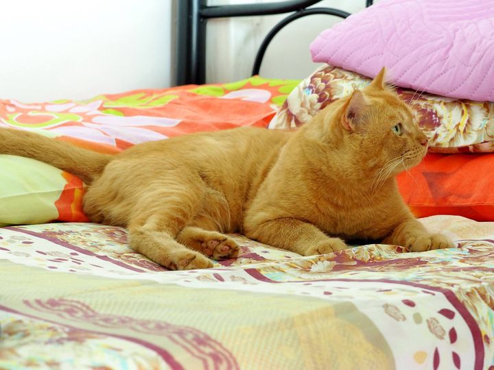 ดูเตียงนอน ก่อนว่า มีผ้าใหม่ 1