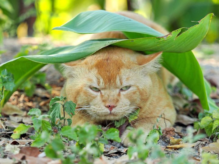 อันคลองคู ปูปลา หาไม่ได้ 1