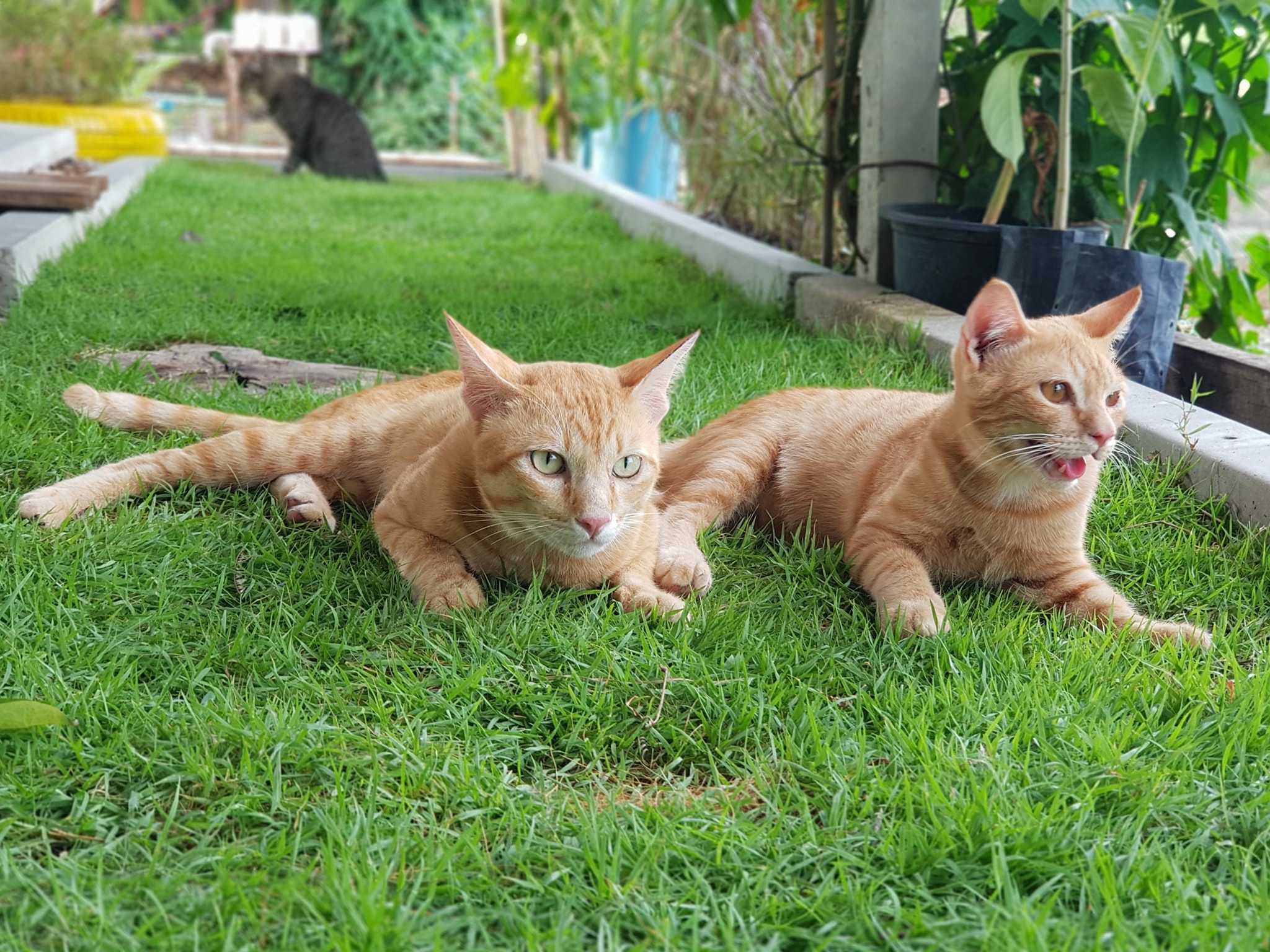 แดดมันร้อน อ่อนใจ เหมือนไฟเผา 2