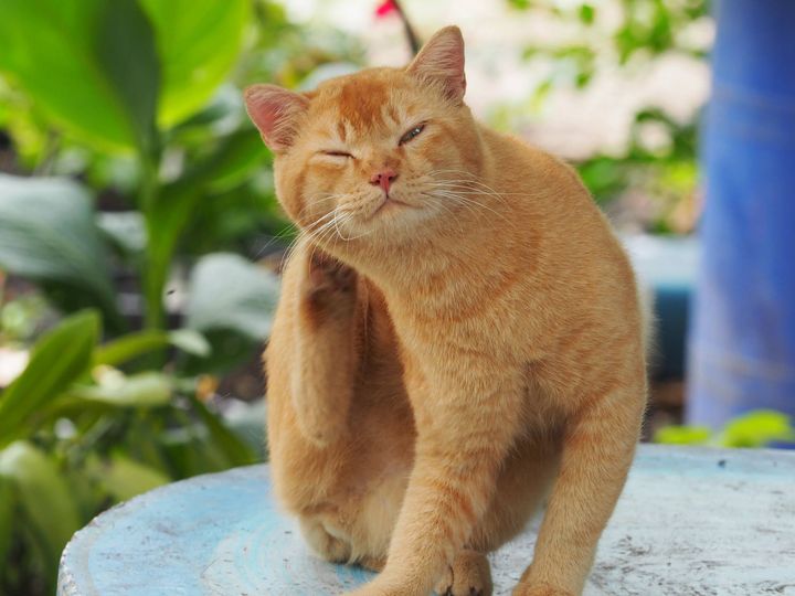 กลับจากป่า ล้านัก อยากพักก่อน 1