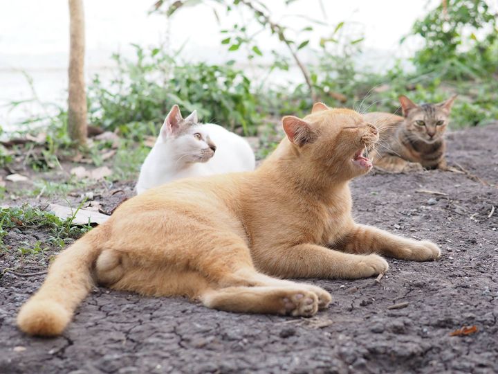 ชวนแมวน้อง ลองสืบ ความคืบหน้า 1