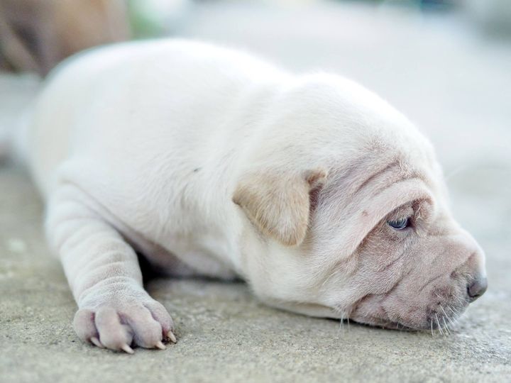 ตัวอะไร คล้ายหมา ฉันว่าแปลก 1