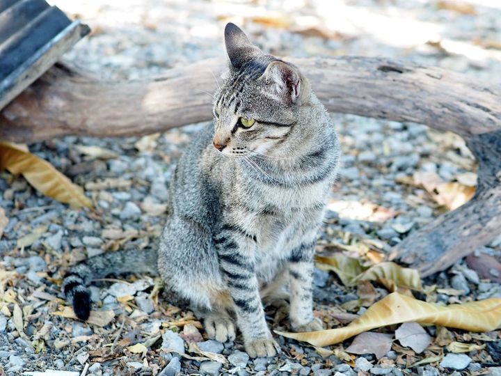 #สาหร่าย ช่วย ด้วยหนอ ขอตามหา 1