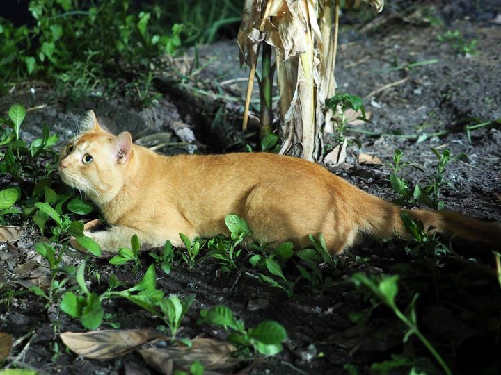 ดึกแล้วครับ รับจ็อบ ไม่ชอบหรอก 1