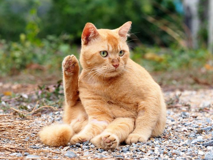 หวยออกเจ็ด เป็ดบอก ไม่หลอกฉัน 1