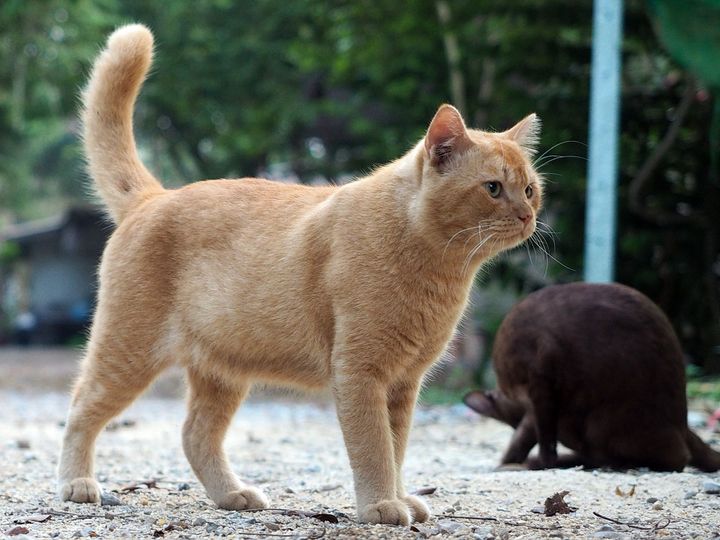 บอกเพื่อนแมว แถวบ้าน ทำงานก่อน 1