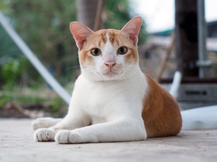 สวัสดี มีชัย ในตอนบ่าย 1