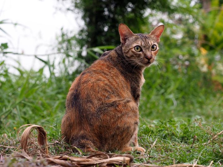 รอจนสาย หายแล้ว พวกแมวนี่ 1