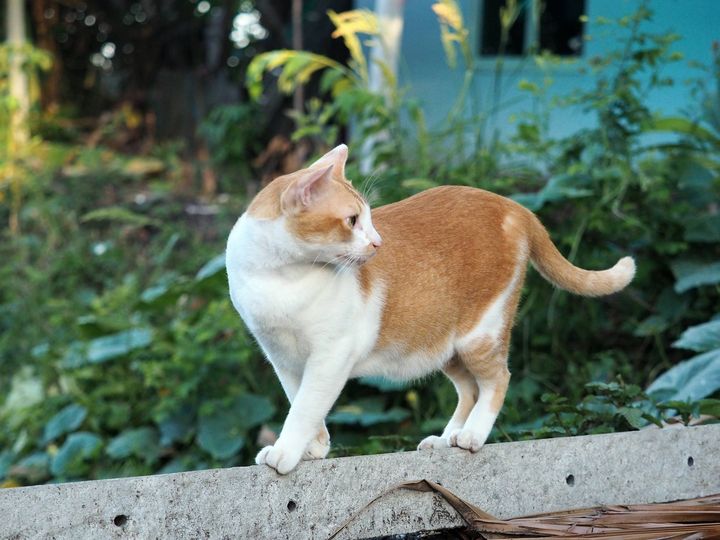 ฉันตื่นก่อน ตอนเช้า มาเฝ้าบ้าน 1