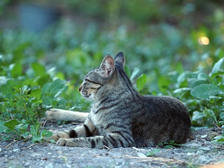 ฉันมารอ ขอพร วอนจันทร์เจ้า 1