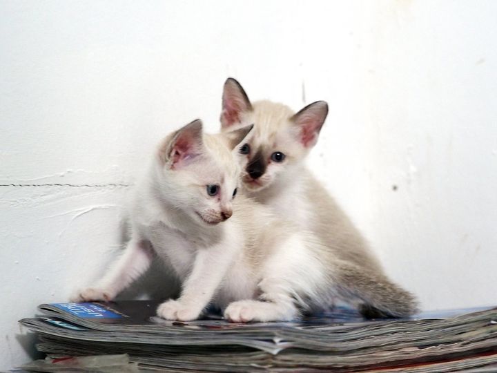 เจ้าแมวสอง จ้องหน้า สบตาฉัน 1