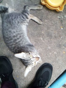 พ่อทองมีจ๊ะ หาบ้านให้แมวตัวน้อยโดนทิ้งหน่อยจ้า ทองม้วนเป็นแมวหางกระต่ายน่ารัก อา 3