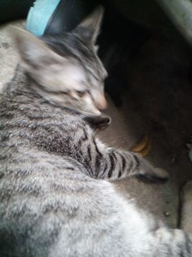 พ่อทองมีจ๊ะ หาบ้านให้แมวตัวน้อยโดนทิ้งหน่อยจ้า ทองม้วนเป็นแมวหางกระต่ายน่ารัก อา 2