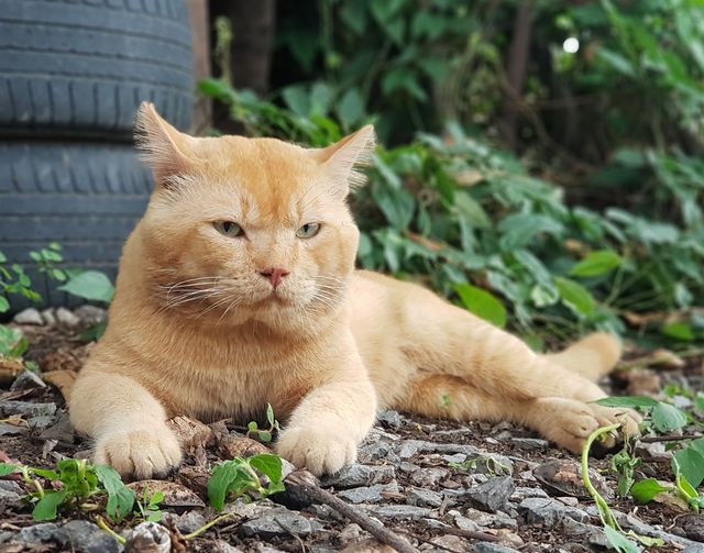 เคยอยู่ป่า ล่ากวาง มาย่างคั่ว 1