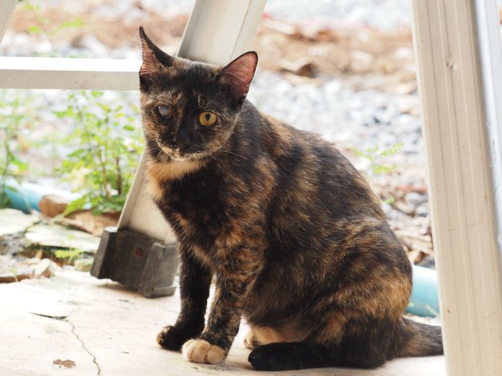 วันนี้มาเล่าเกี่ยวกับ #ตาของสมสวย ครับ 1