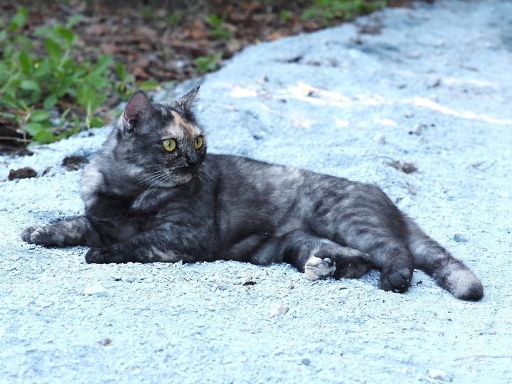 มีเรื่องเล่าแบบรวม ๆ รอบดึกครับ 1