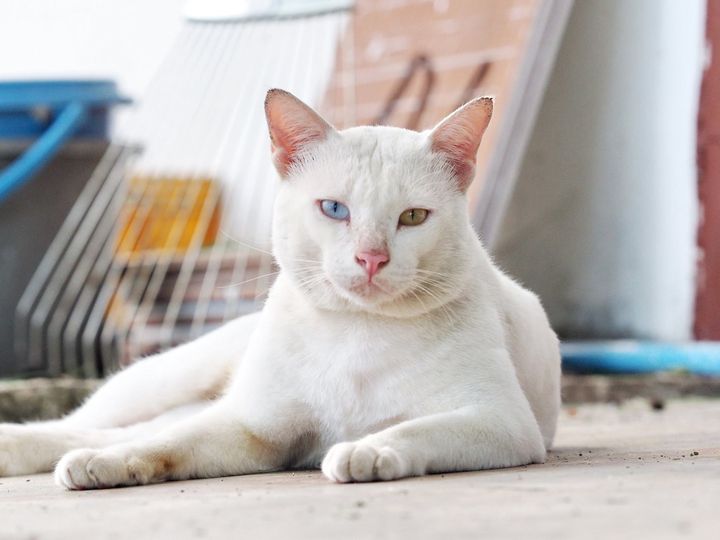 เกิดเป็นโจร ปล้นกิน แถวถิ่นทั่ว 1