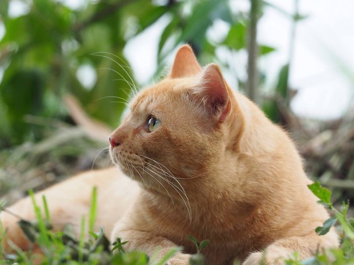 แหงนมองฟ้า ตาลาย ตอนบ่ายคล้อย 1