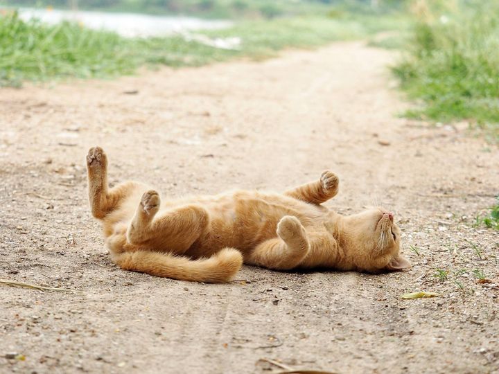 อันปูปลา หาง่าย เคยได้มาก 1