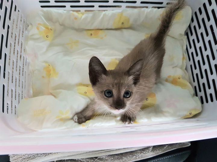 เจอเสือร้ายโดนคนมาปล่อย พ่อทองมีกำลังพาแมวไปหาหมอพอดี เลยจะพาเด็กน้อยไปตรวจสุขภา 1