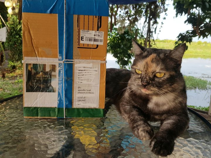 มีพัสดุส่งมาหายัยเหมี่ยว จ่าหน้าผู้รับว่า "คุณมะเหมี่ยว ธิดามณี" คนในบ้านอ่านแล้ 1