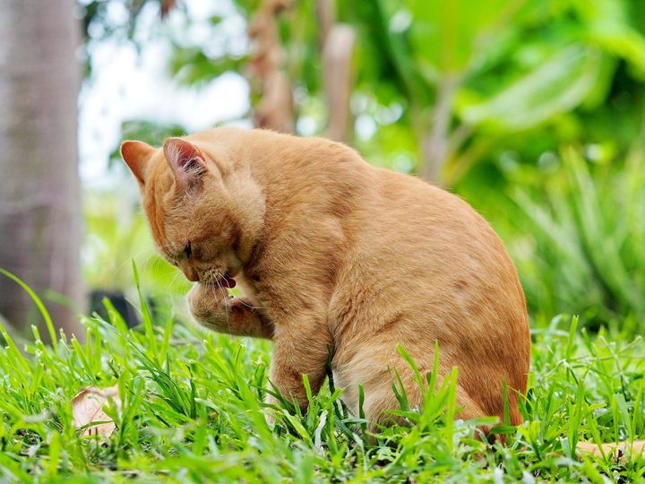 เห็นมือสั้น อ้วนตัน ของฉันไหม 1