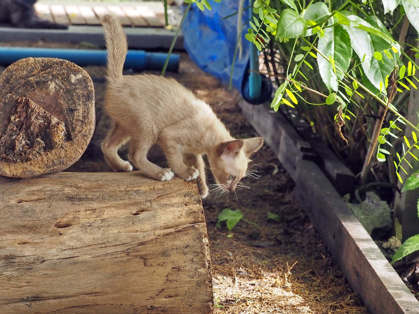 เรียนทั้งวัน มันหวิว หิวอาหาร 4