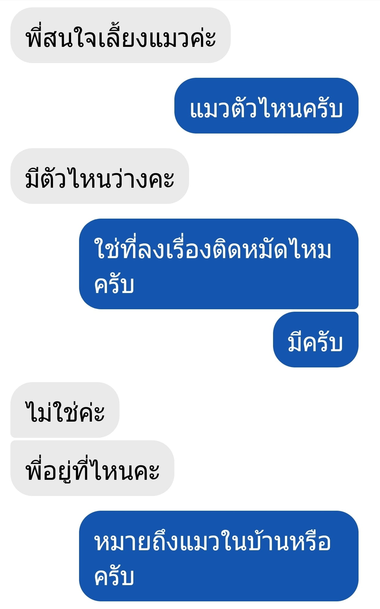 ในรูป มีแฟนท่านหนึ่งทักมาว่าอยากเลี้ยงแมว 1