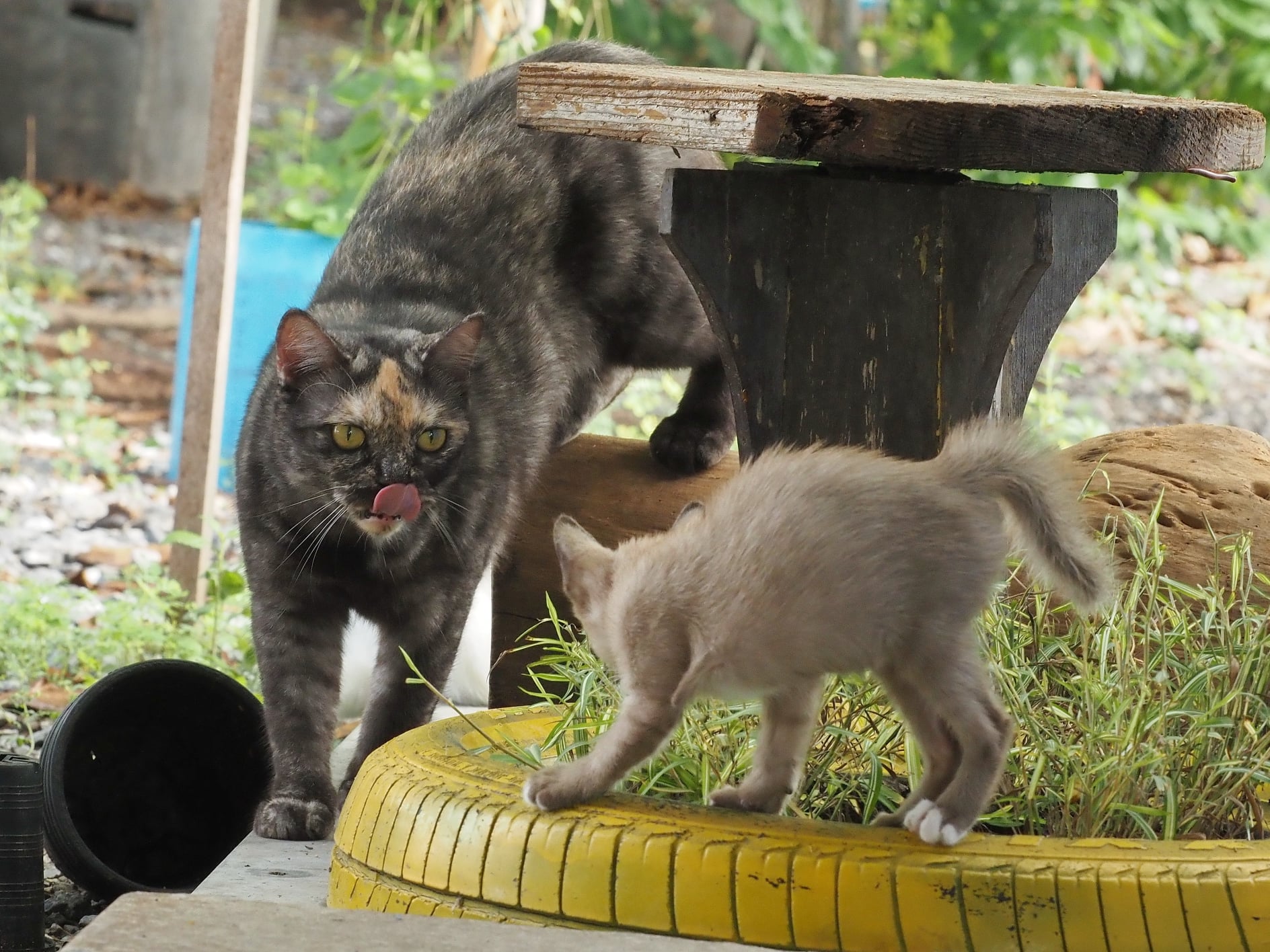 เรียนทั้งวัน มันหวิว หิวอาหาร 3