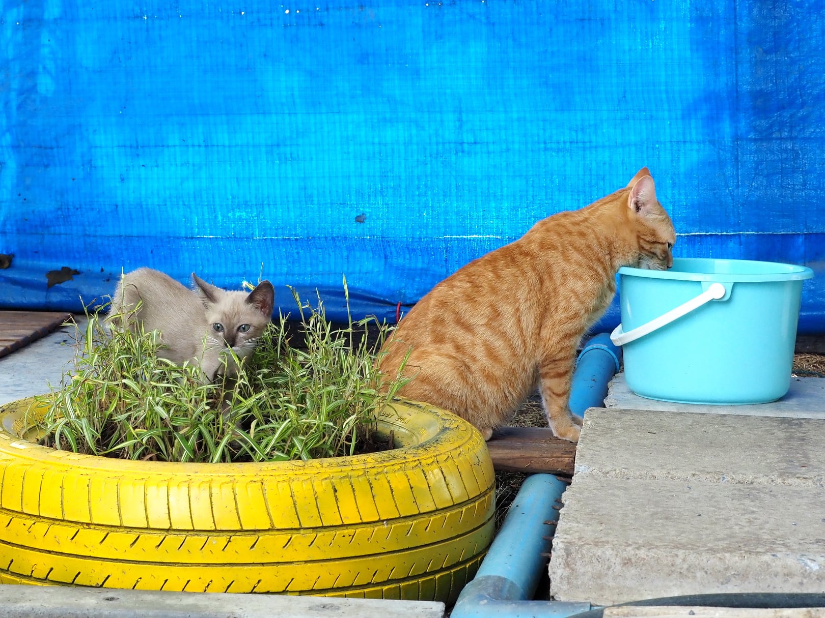 เรียนทั้งวัน มันหวิว หิวอาหาร 2
