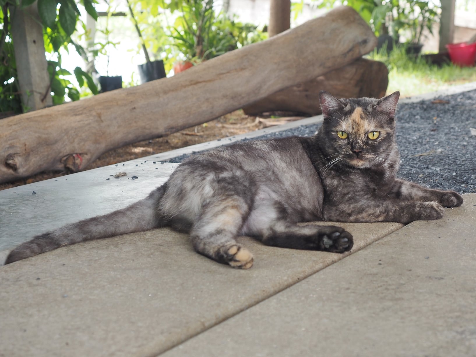 พอฝนพรำ ซ้ำติด ลูกศิษย์หนี 5