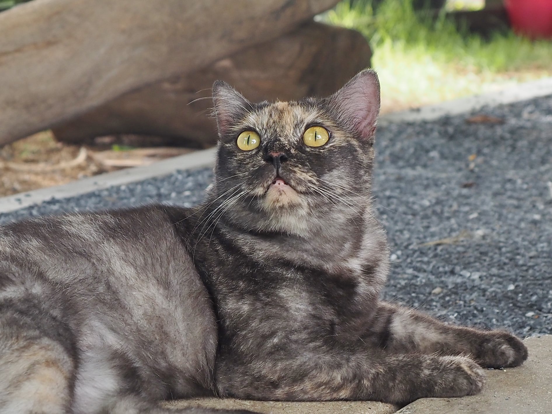 พอฝนพรำ ซ้ำติด ลูกศิษย์หนี 2