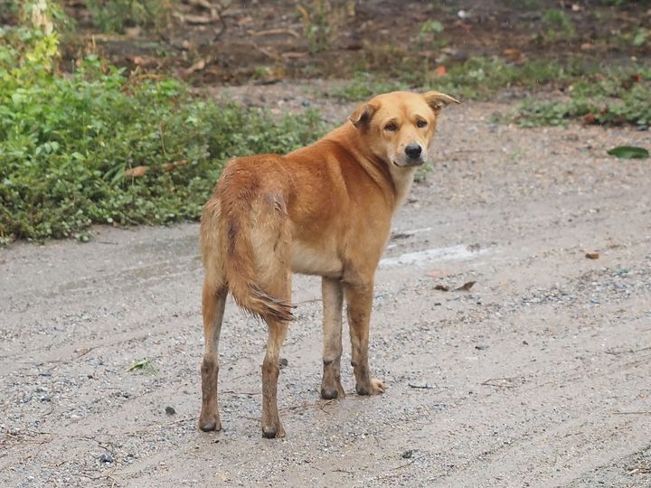 ประมาณสองสามเดือนแล้ว มีหมาไทยผอมโซตัวหนึ่งมาอยู่ที่บ้านทองมี 1