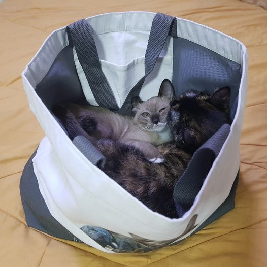 อัปเดต #กระเป๋าผ้าบ้านทองมี นะครับ 1