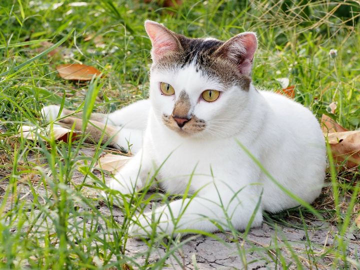 พี่ทองเขา จะเข้ากรุง ไปหนุงหนิง 1