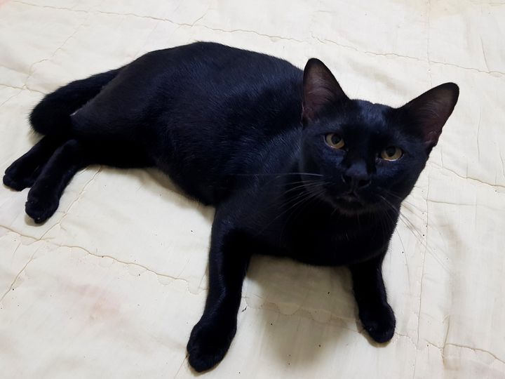 มืดแล้ว เดอะแก๊งยังเข้าบ้านไม่ครบ ขาดไปตัวหนึ่ง พยายามเคาะชามก็ไม่เป็นผล ไฟฉายก็ 1