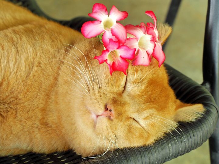 นอนกลางวัน หลับฝัน ในวันพ่อ 1
