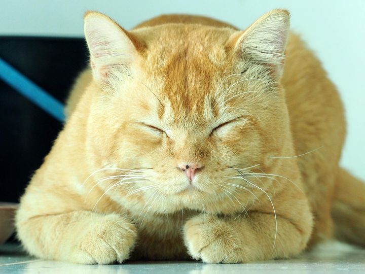 พอเย็นย่ำ ค่ำมา ตาก็หลับ 1