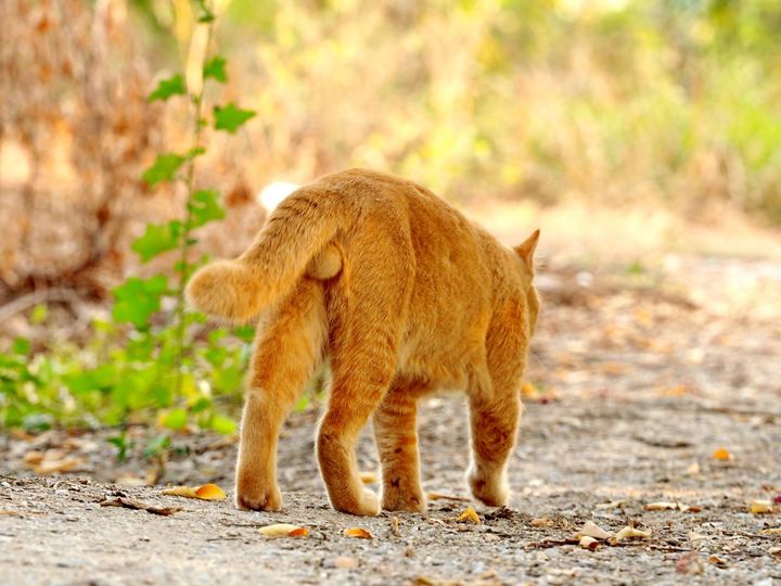 สำรวจป่า ที่หากิน ตามถิ่นใหม่ 1