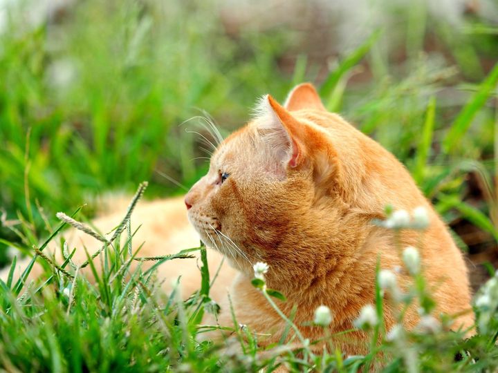 อยู่ชายป่า หาวัว ที่ตัวใหญ่ 1