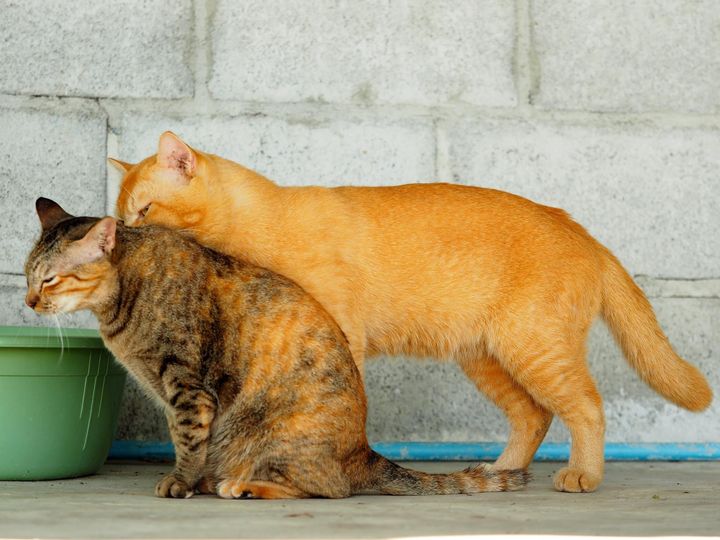 ถั่วพูจ๋า พี่จะกัด เห็บหมัดให้ 1