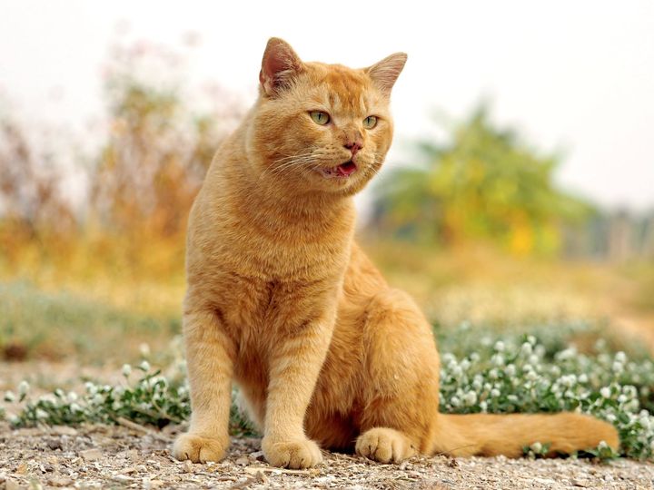 กายยังแกร่ง แรงยังกล้า ฟ้ามิกั้น 1