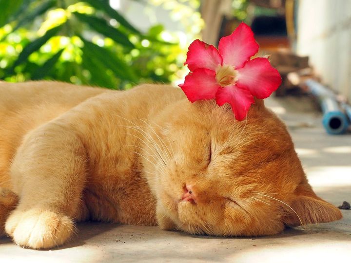 ตระเวนดง พงไพร จนใกล้เช้า 1