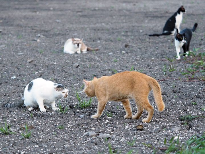 พี่จะไป ชายนา กลับมาค่ำ 1