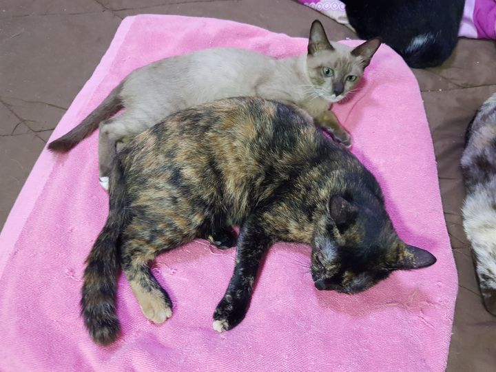 ปรกติแก๊งแมวเดินเล่นรอบเย็น สักห้าโมงครึ่งก็จะต้องเข้าบ้านกันหมด ใช้วิธีเรียกชื่ 1