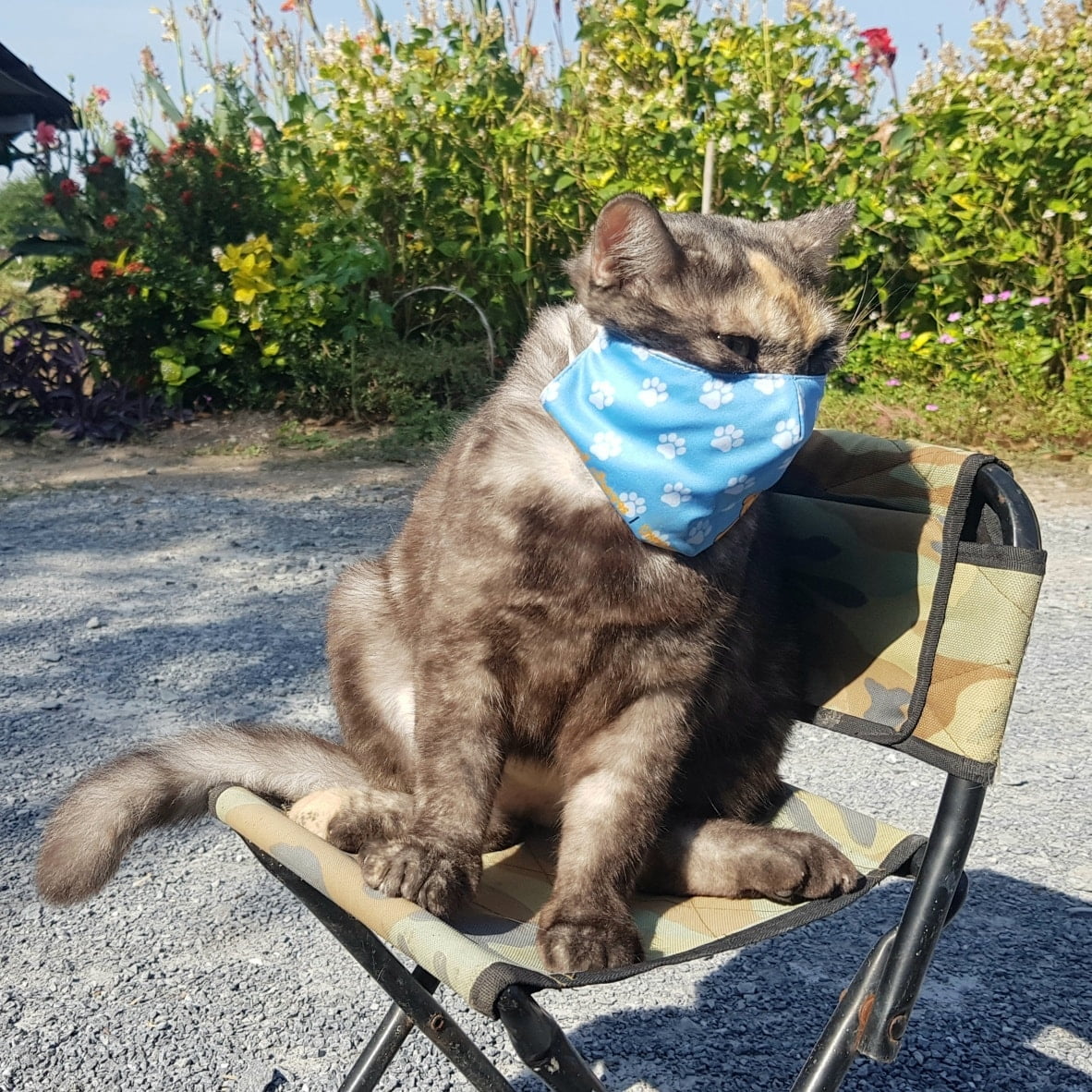 สวมหน้ากาก อยากเห็น เป็นนิสัย 2