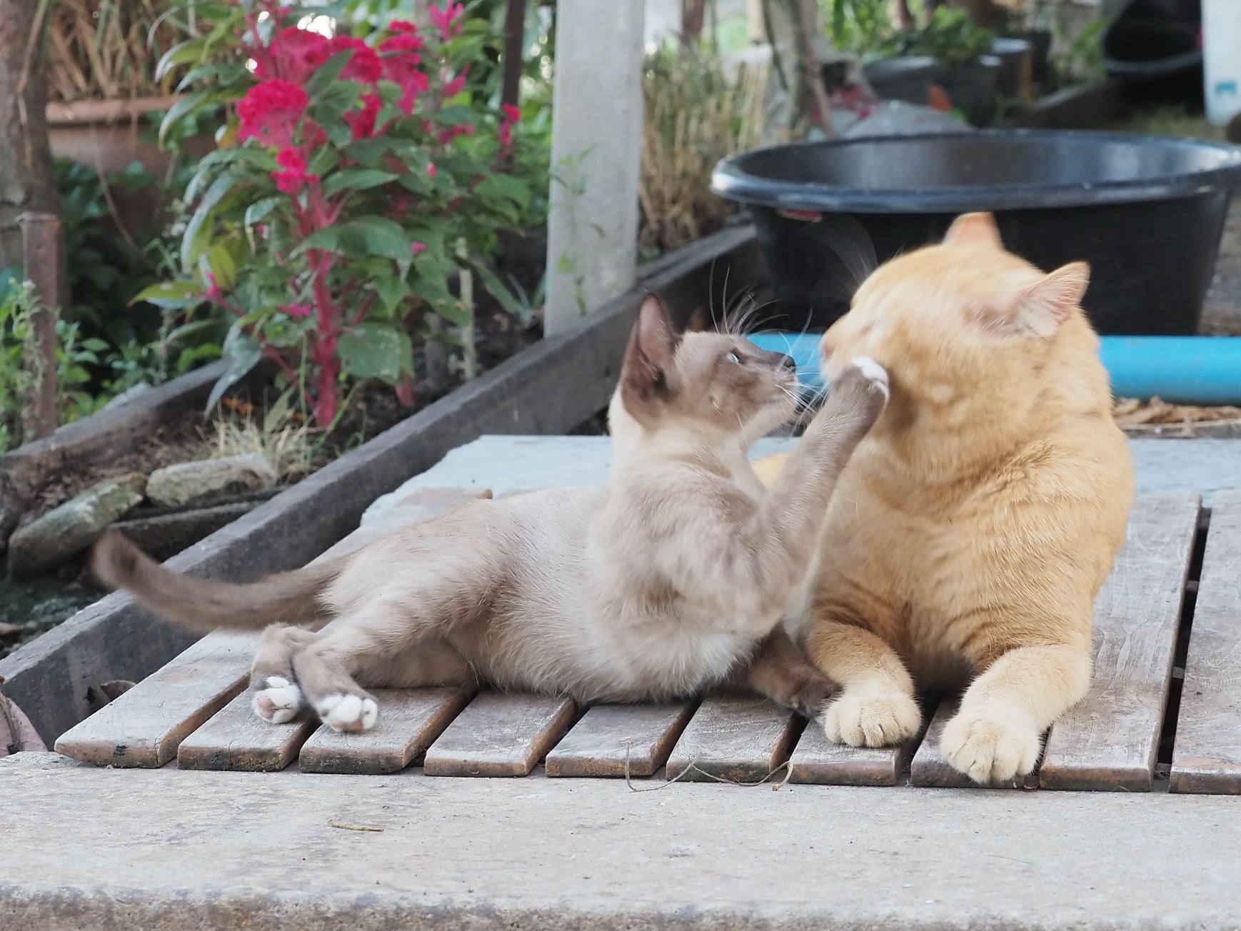 ขายกระเป๋า เขาอ้าง ว่าจ้างหนู 2
